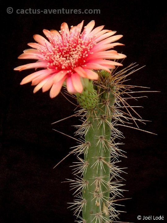 Corryocactus melanotrichus Dscf7000